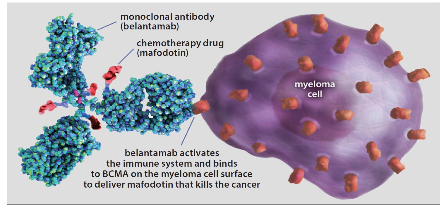 blenrep mechanism of action